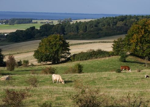 2025 05 20 Græssende Køer I Et Bakket Landskab Colourbox