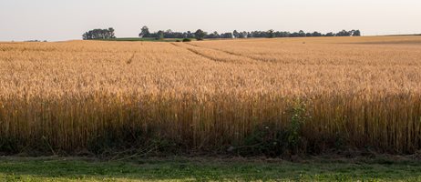 2026 03 24 Gylden Kornmark I Fladt Landskab COLOURBOX25586934