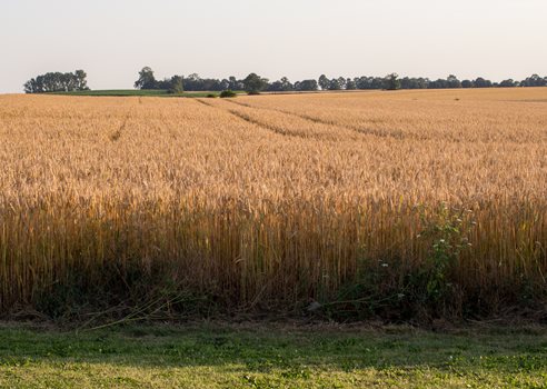 2026 03 24 Gylden Kornmark I Fladt Landskab COLOURBOX25586934