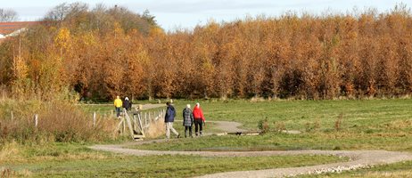 2026 09 23 Stier Slynger Sig Gennem Et Grønt, Vådt Landskab Med Efterårsfarvede Træer Aarhus Vand