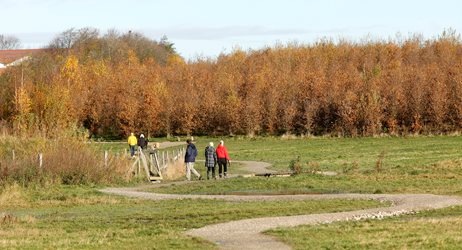2026 09 23 Stier Slynger Sig Gennem Et Grønt, Vådt Landskab Med Efterårsfarvede Træer Aarhus Vand