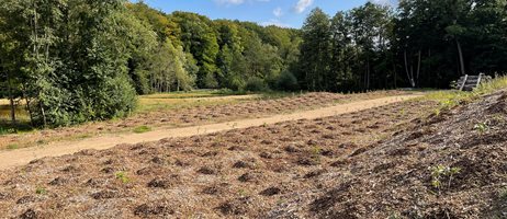 Nu Nye Træer Er Plantet På Grunden