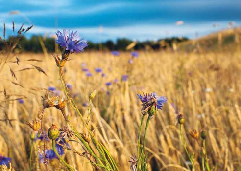 Grundvandsparker Mark