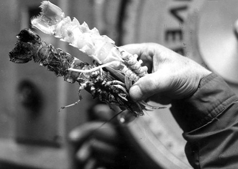 19970701 621302 3 1920X1209we