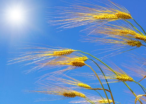 Bæredygitghedsrapportering.COLOURBOX